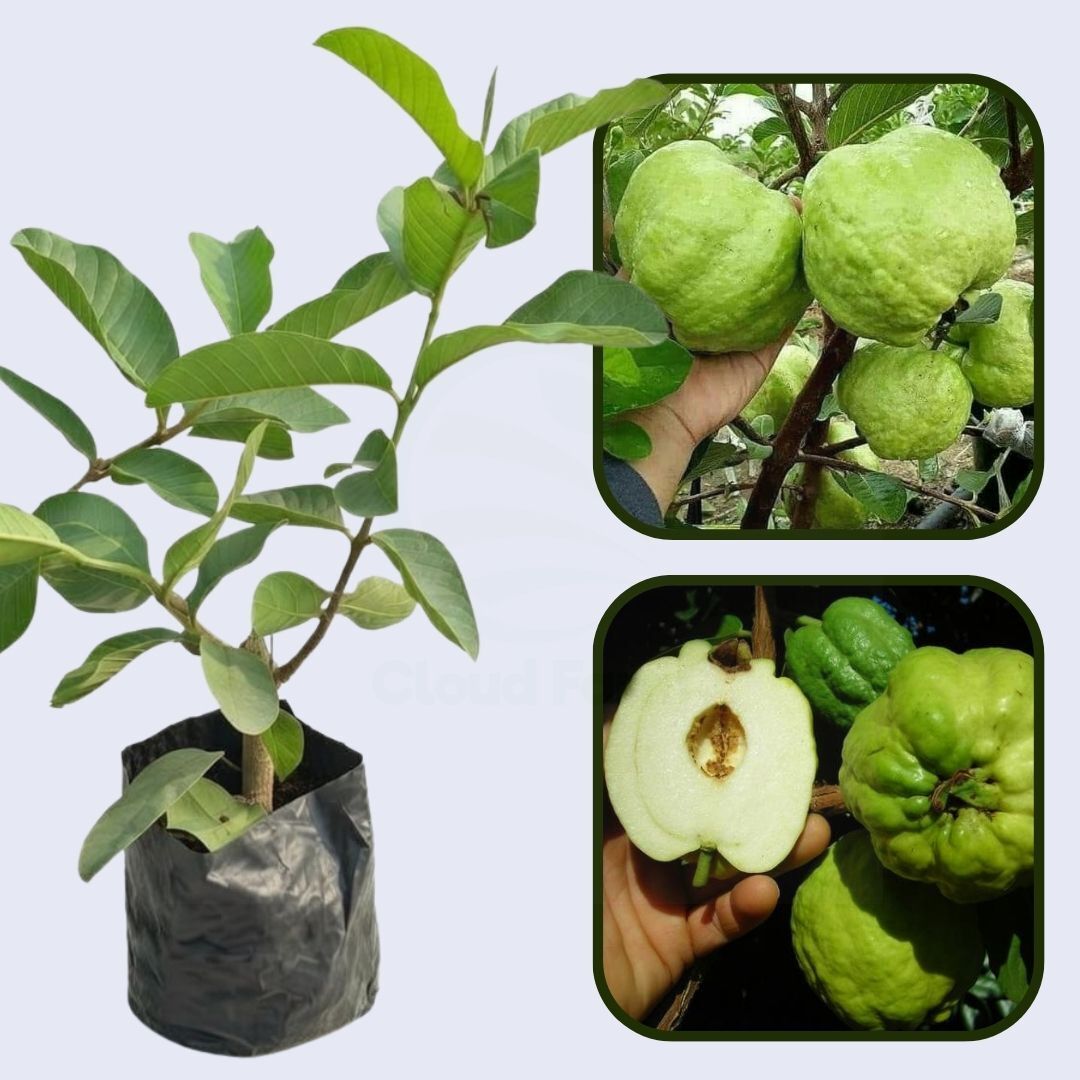 Thai Seedless Guava Air Layered Healthy Fruit Plant