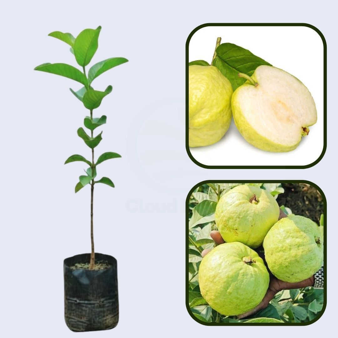 Golden Thai Guava Air Layered Healthy Fruit Plant