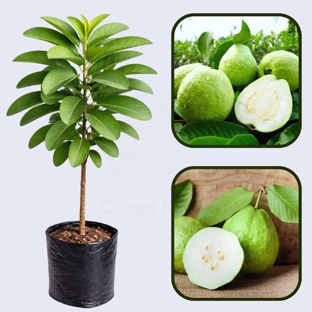 Bangkok White Guava Air Layered Healthy Fruit Plant