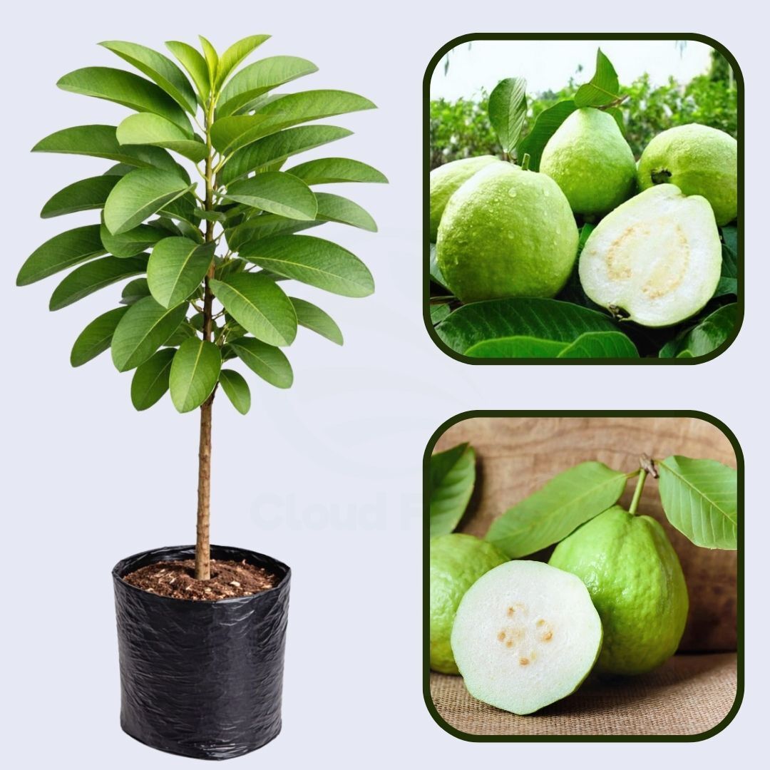 Bangkok White Guava Air Layered Healthy Fruit Plant