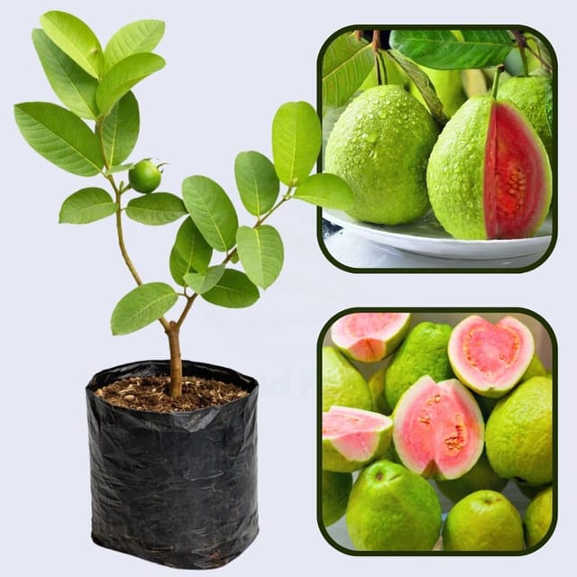Bangkok Pink Guava Air Layered Healthy Fruit Plant