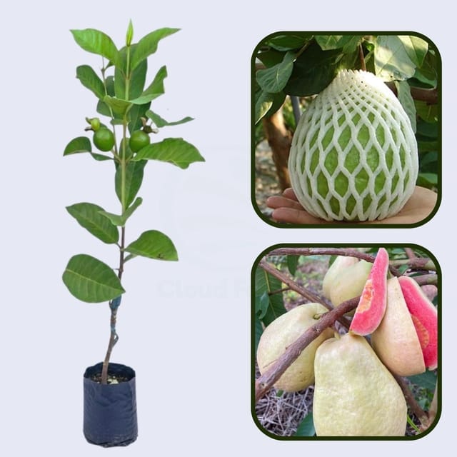 Pearl Thai Guava Air Layered Healthy Fruit Plant