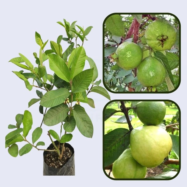 Super Kimju Guava Air Layered Healthy Fruit Plant