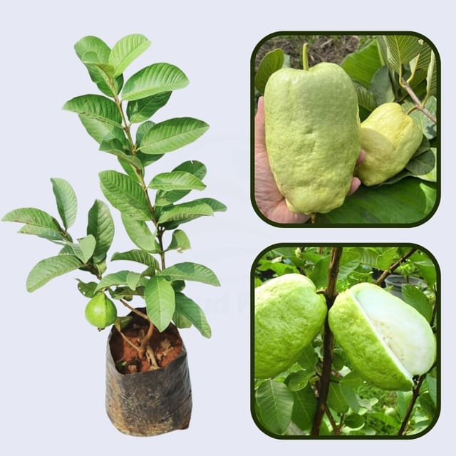 Diamond White Guava Air Layered Healthy Fruit Plant