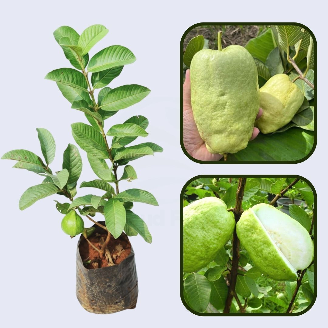 Diamond White Guava Air Layered Healthy Fruit Plant