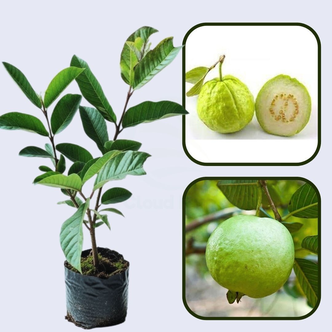 Honey Crunch Guava Air Layered Healthy Fruit Plant