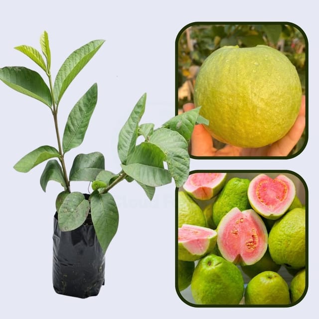 Siam Pink Guava Air Layered Healthy Fruit Plant