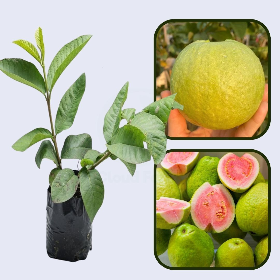 Siam Pink Guava Air Layered Healthy Fruit Plant