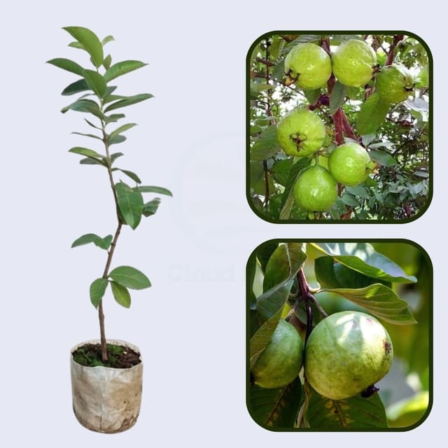 Mekong White Guava Air Layered Healthy Fruit Plant