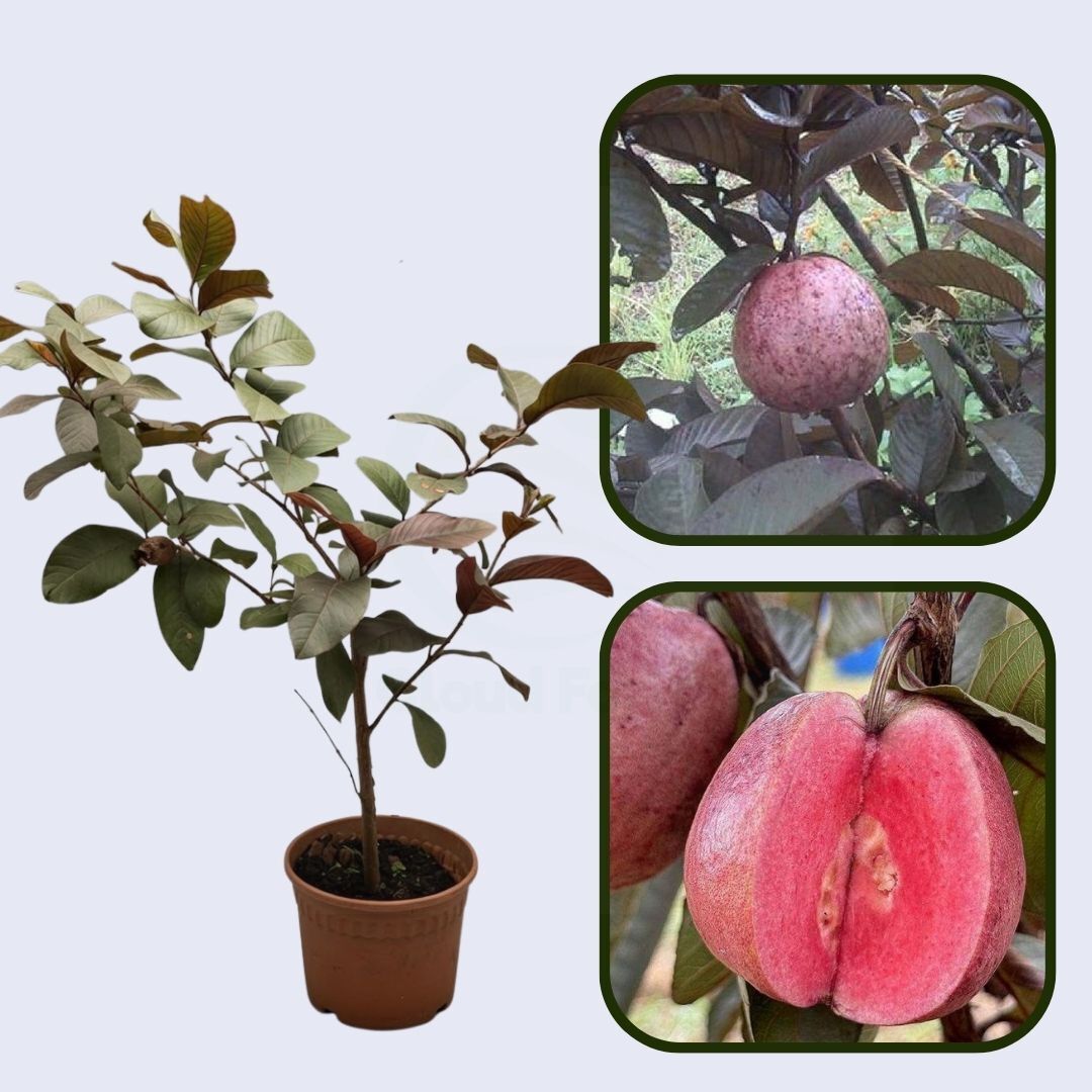 Royal Thai Guava Air Layered Healthy Fruit Plant