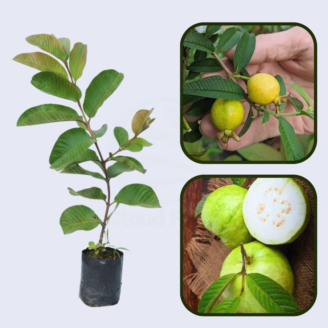 Chok Anan Guava Air Layered Healthy Fruit Plant