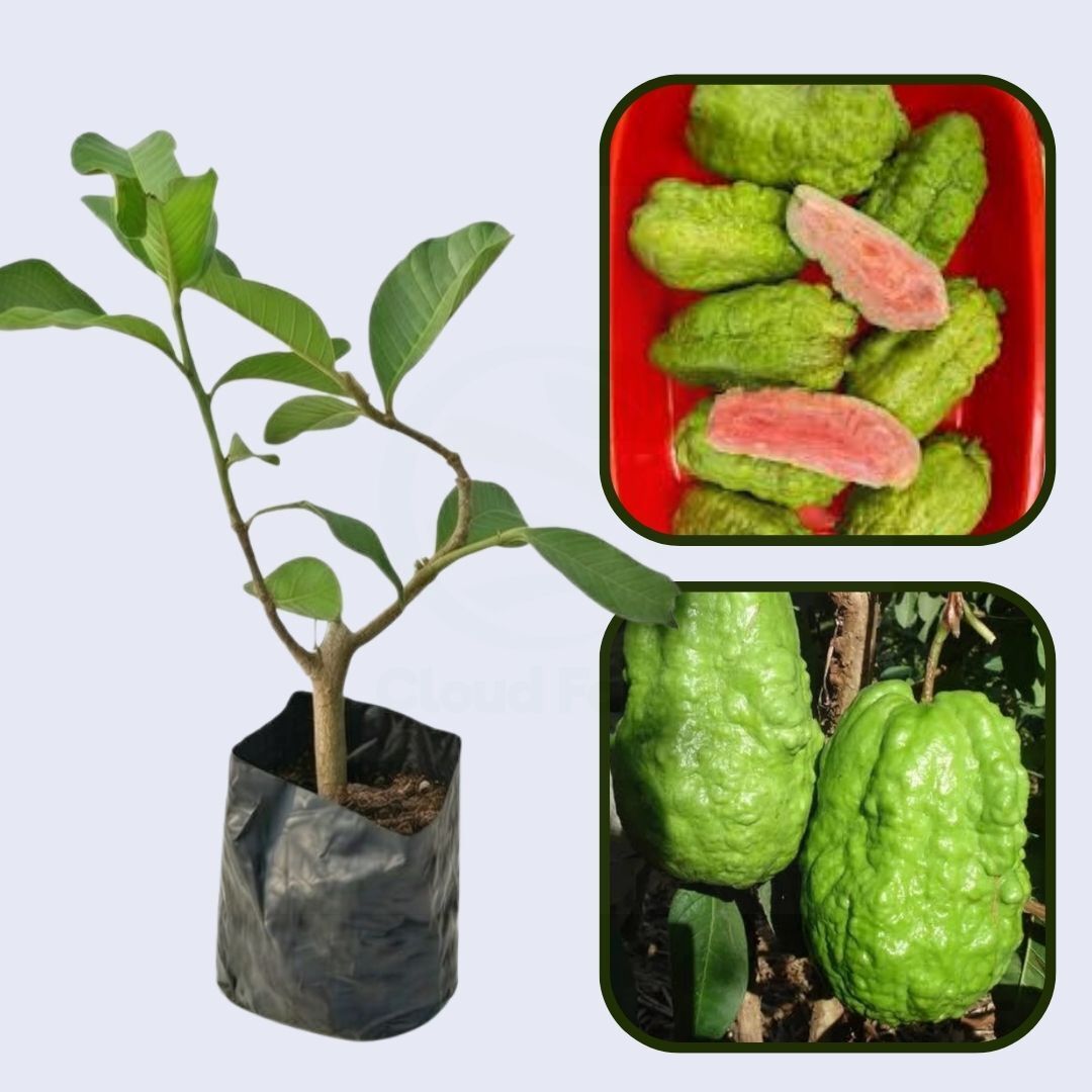 Thai Ruby Guava Air Layered Healthy Fruit Plant