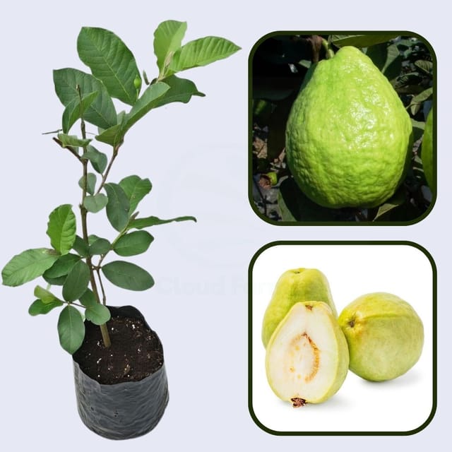 Thai Pearl Guava Air Layered Healthy Fruit Plant