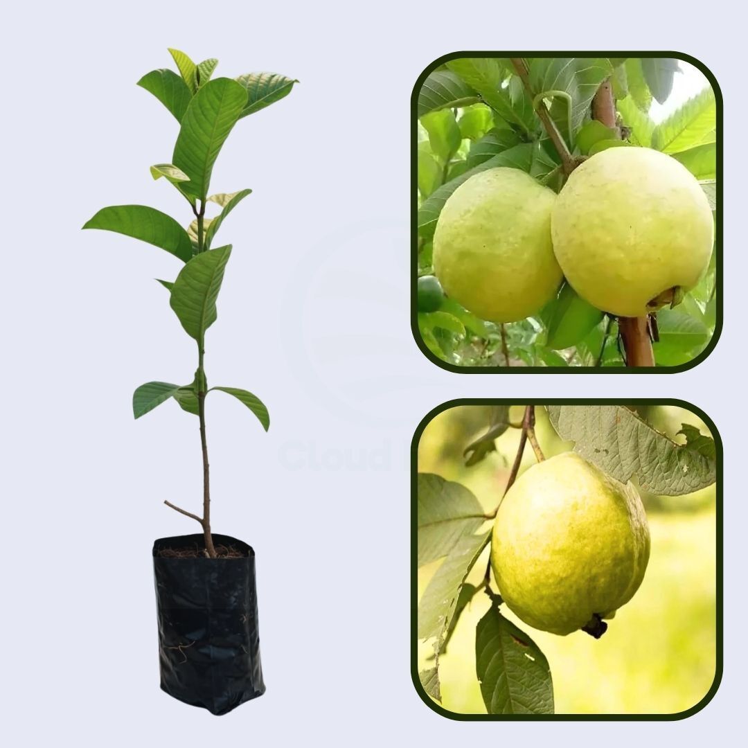 Golden Crunch Guava Air Layered Healthy Fruit Plant
