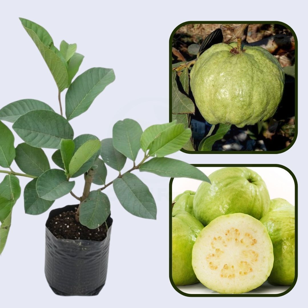 Sweet Giant Guava Air Layered Healthy Fruit Plant