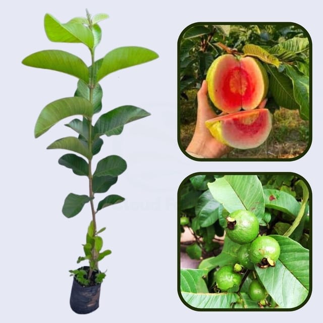 Pink Crunch Guava Air Layered Healthy Fruit Plant