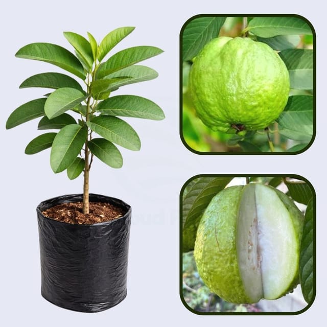 Bangkok Giant Guava Air Layered Healthy Fruit Plant Bangkok Giant Guava Air Layered Healthy Fruit Plant