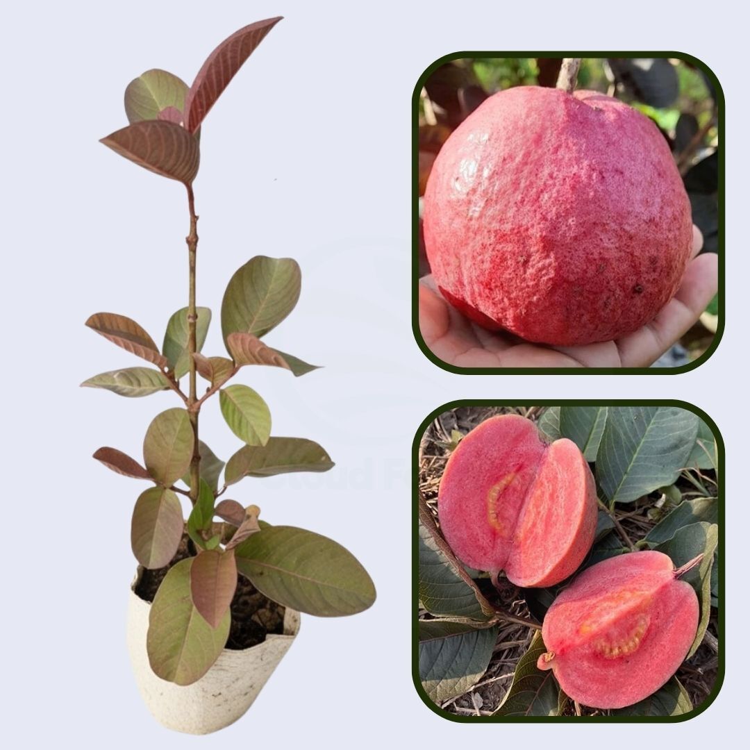 Thai Crystal Red Guava Air Layered Healthy Fruit Plant