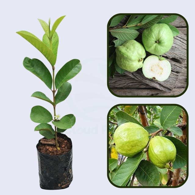 Emerald White Guava Air Layered Healthy Fruit Plant