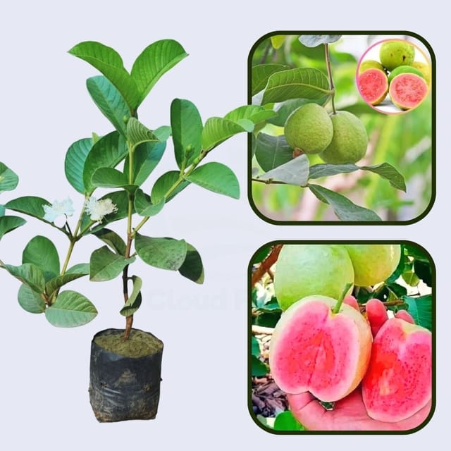 Diamond Pink Guava Air Layered Healthy Fruit Plant