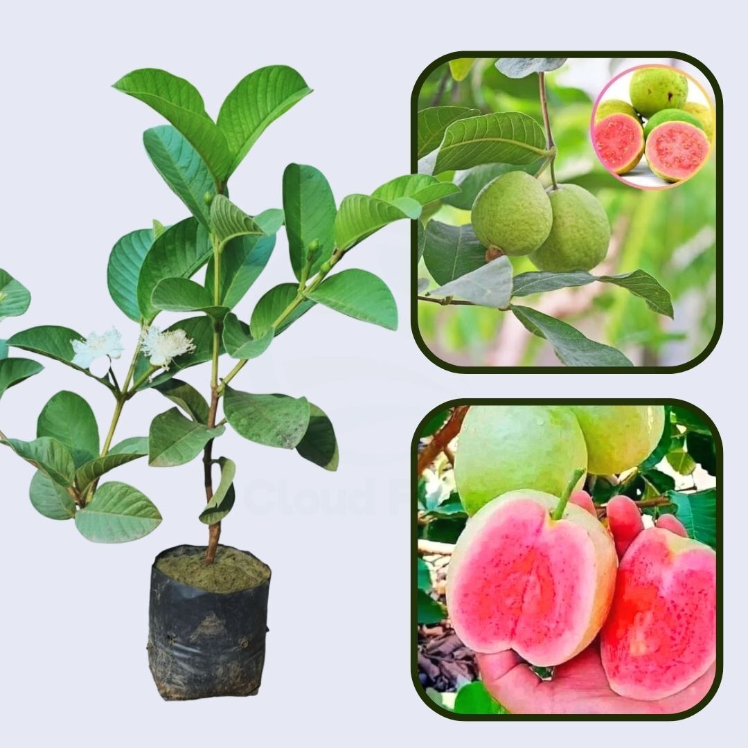 Diamond Pink Guava Air Layered Healthy Fruit Plant