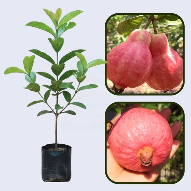 Egyptian Pink Guava Air Layered Healthy Fruit Plant