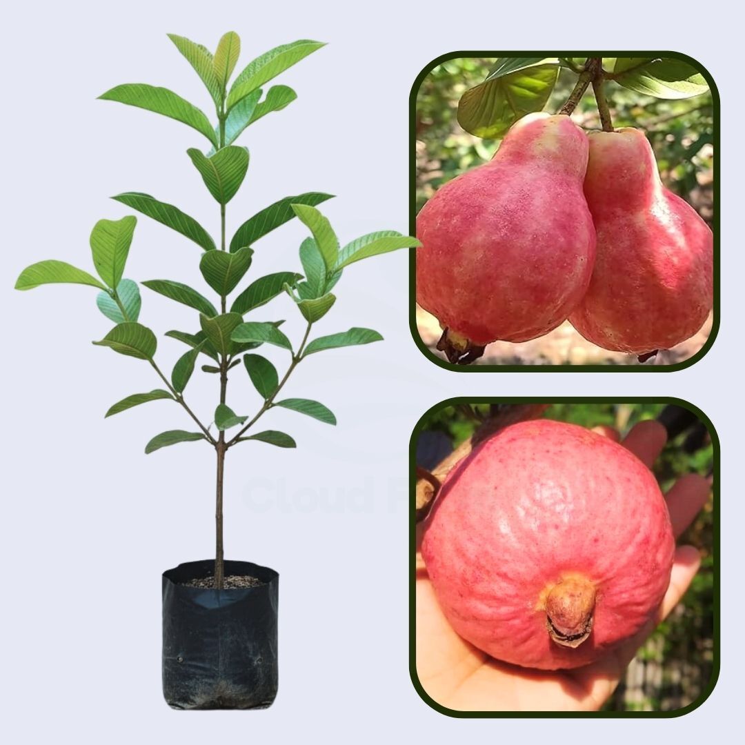 Egyptian Pink Guava Air Layered Healthy Fruit Plant