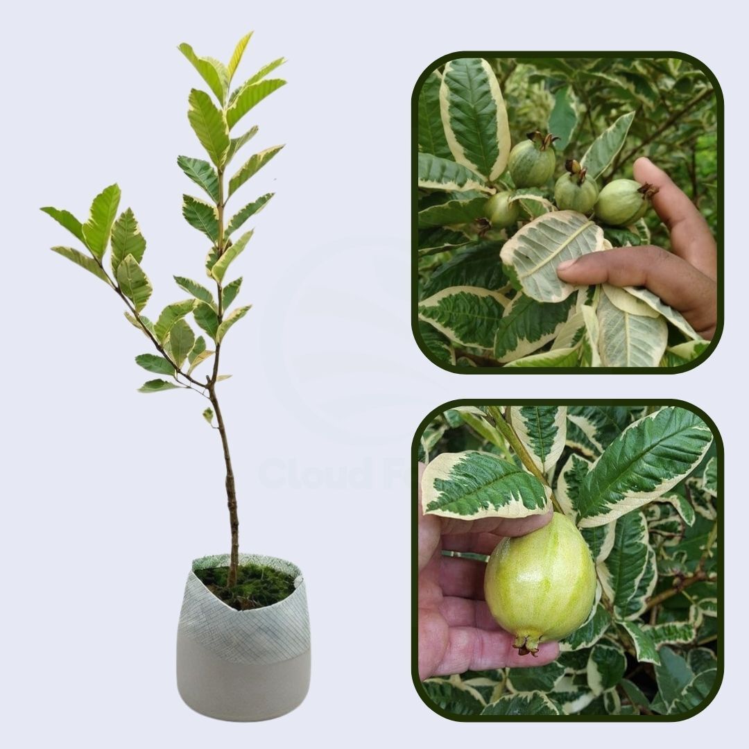 South African Pink Guava Air Layered Healthy Fruit Plant