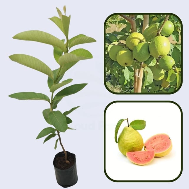 Fan Retief Guava Air Layered Healthy Fruit Plant