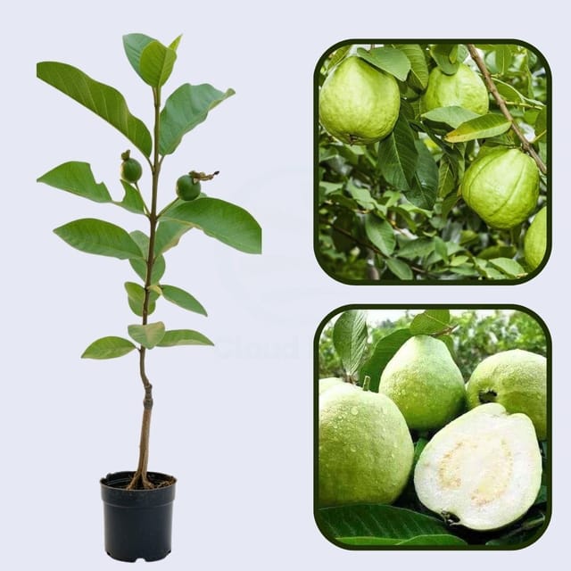 Luckhoff Guava Air Layered Healthy Fruit Plant
