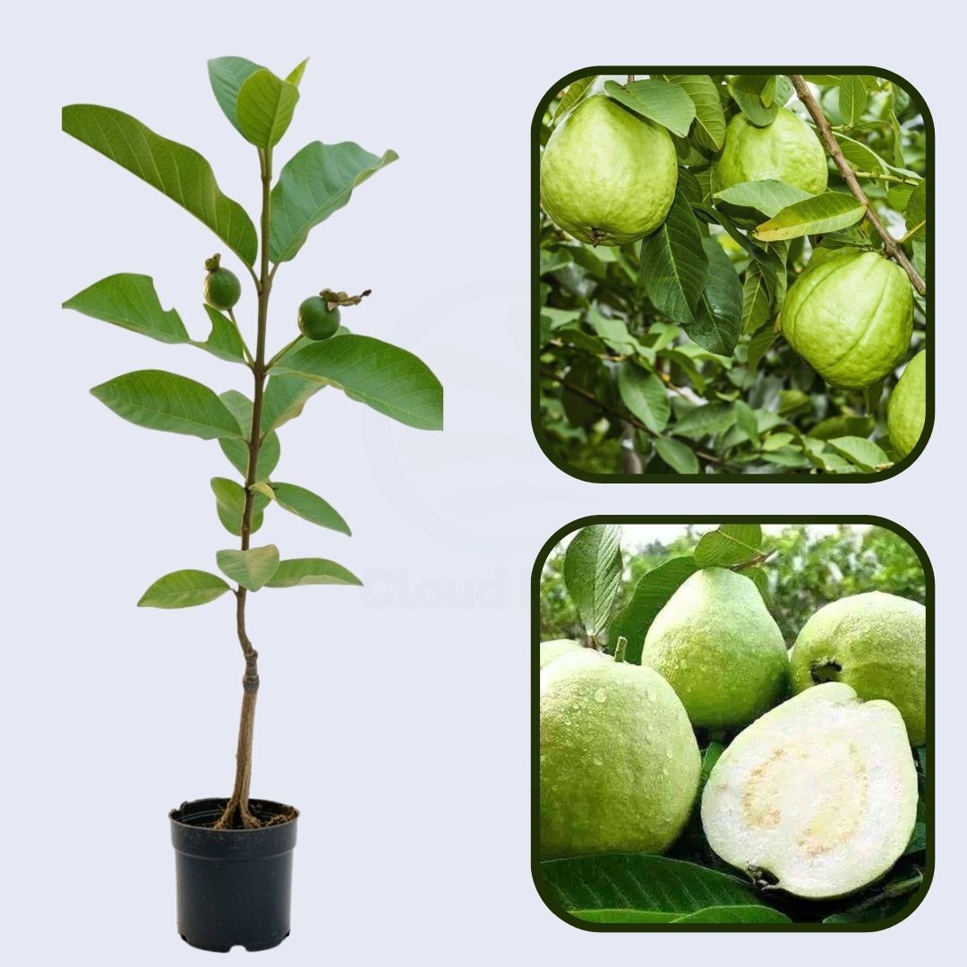 Luckhoff Guava Air Layered Healthy Fruit Plant