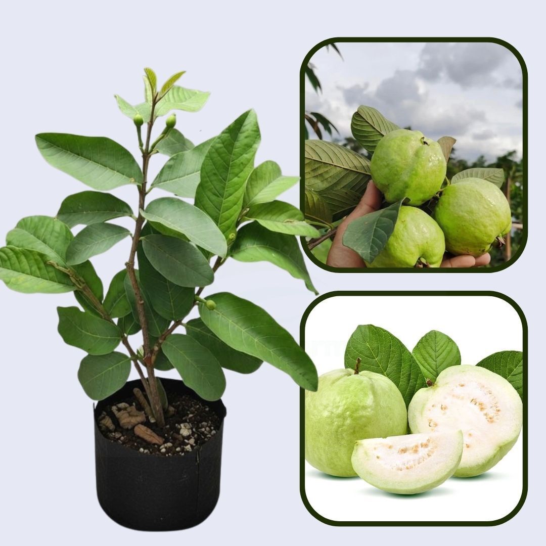 Sudan White Guava Air Layered Healthy Fruit Plant