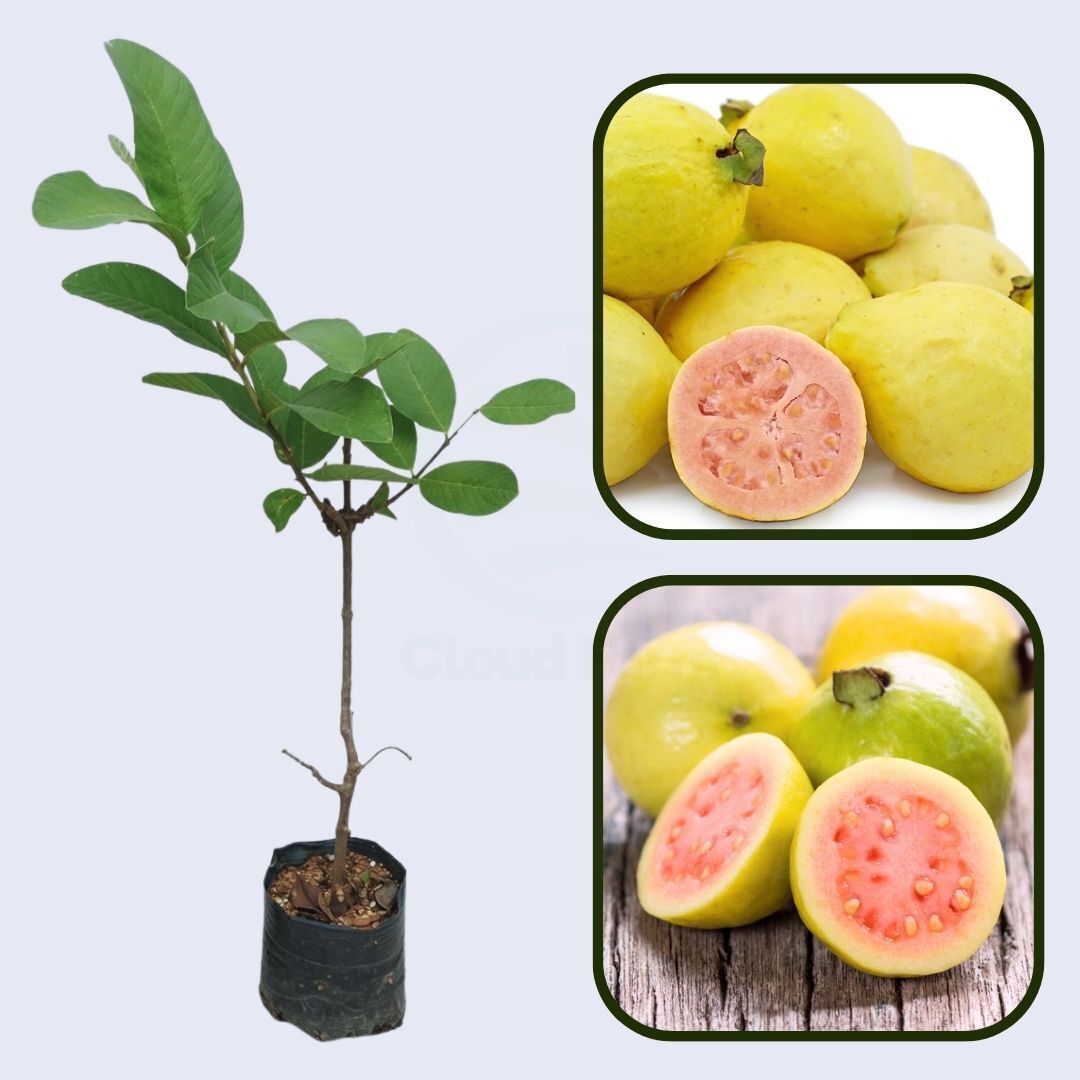Israeli Pink Guava Air Layered Healthy Fruit Plant