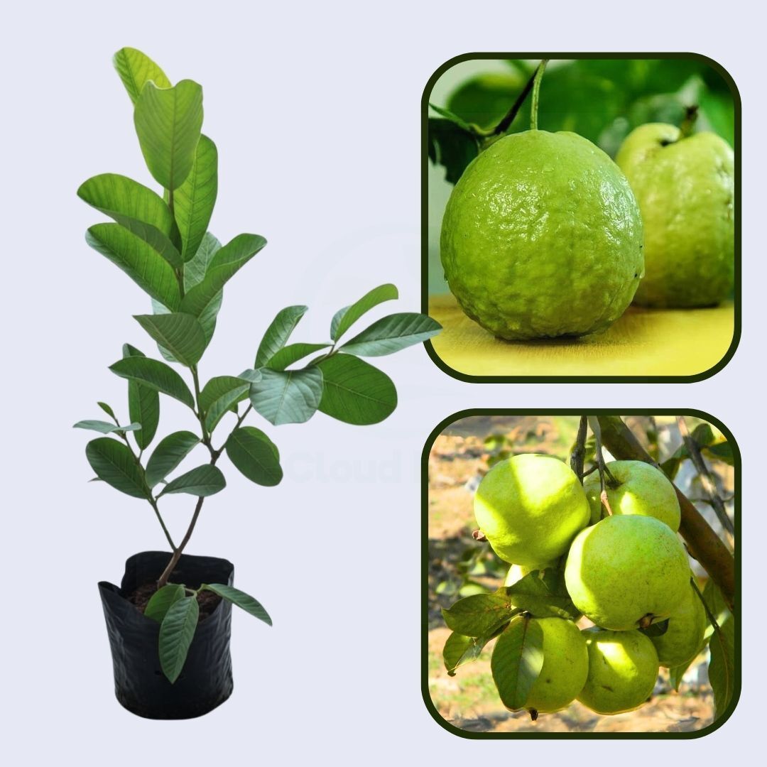 Kenyan White Guava Air Layered Healthy Fruit Plant