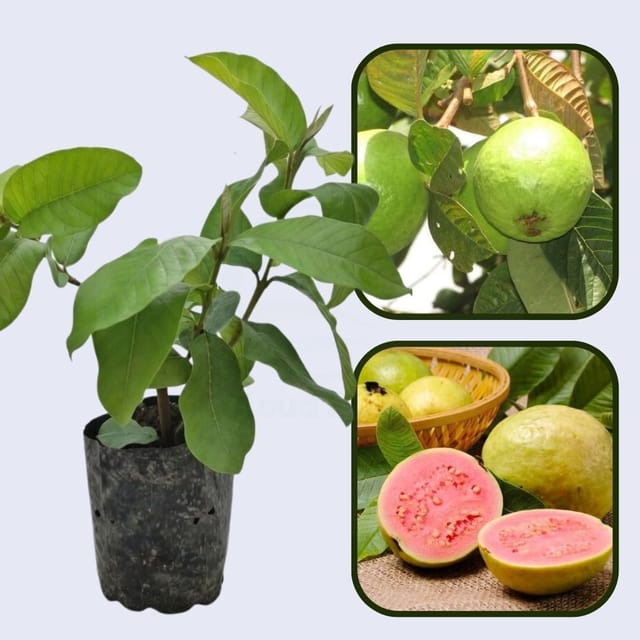 Tanzanian Pink Guava Air Layered Healthy Fruit Plant