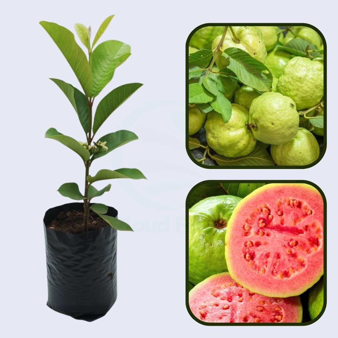 Ethiopian Pink Guava Air Layered Healthy Fruit Plant