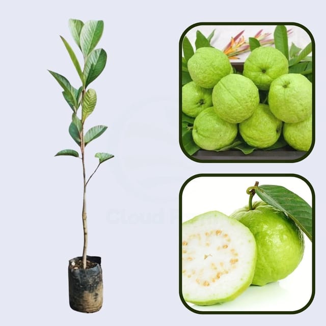 Ghana White Guava Air Layered Healthy Fruit Plant
