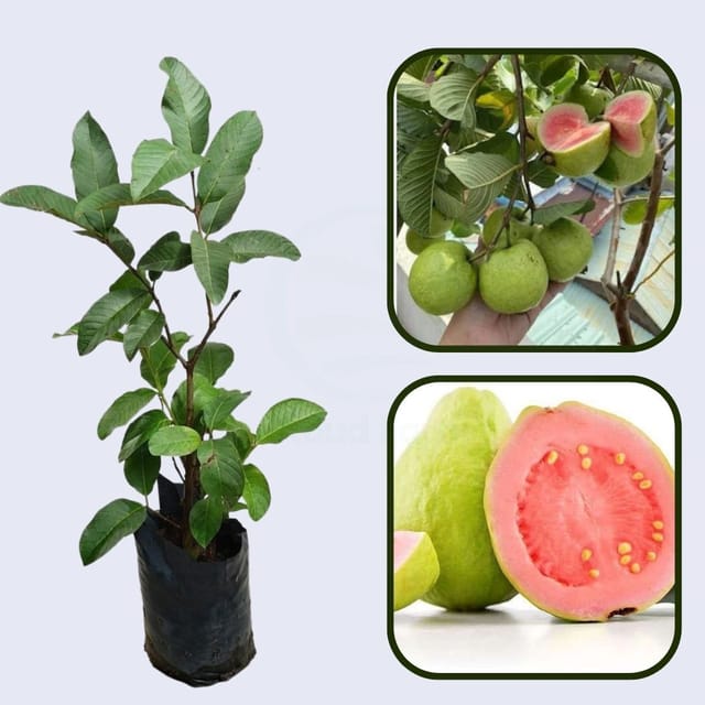 Moroccan Pink Guava Air Layered Healthy Fruit Plant
