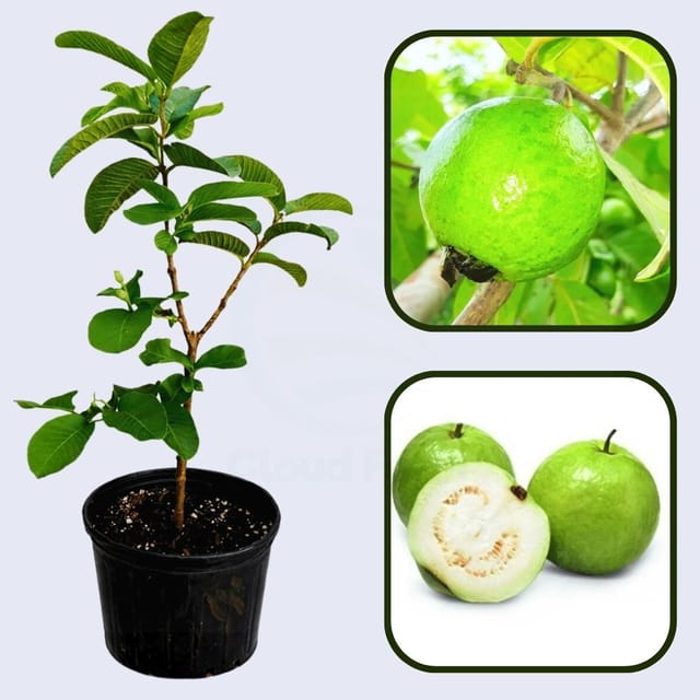 Algerian White Guava Air Layered Healthy Fruit Plant