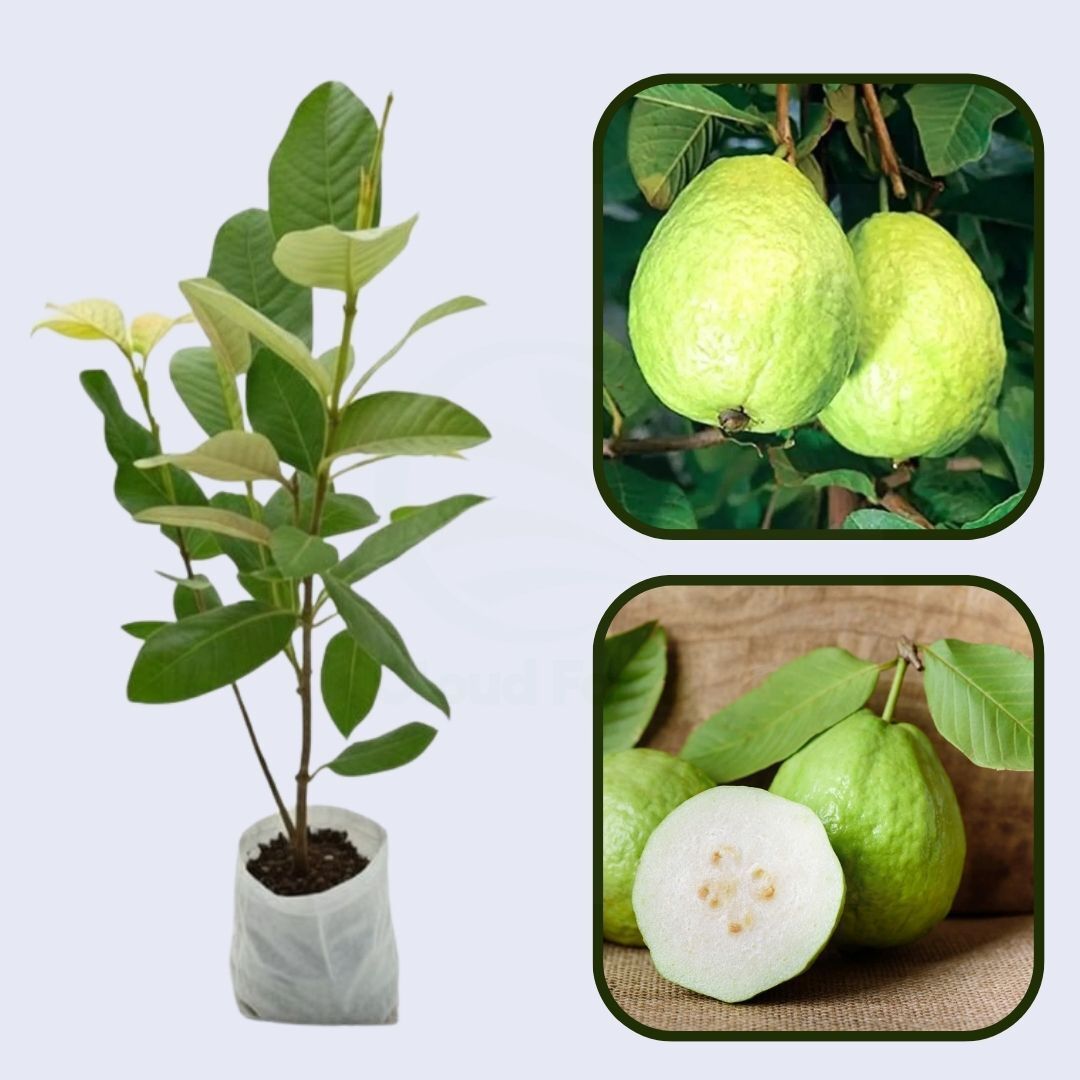 Uganda White Guava Air Layered Healthy Fruit Plant