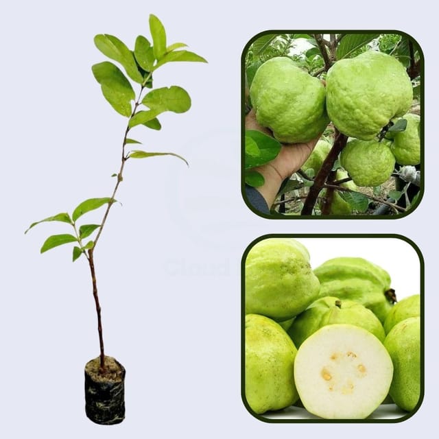 Madagascar White Guava Air Layered Healthy Fruit Plant