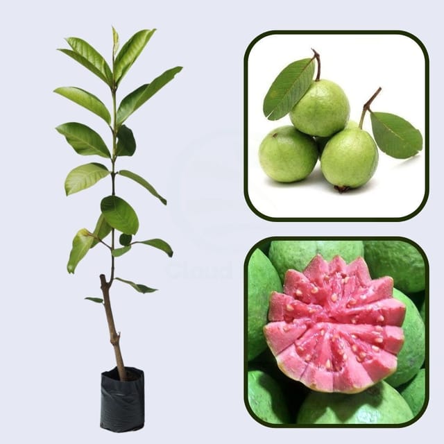 Ivory Coast Pink Guava Air Layered Healthy Fruit Plant
