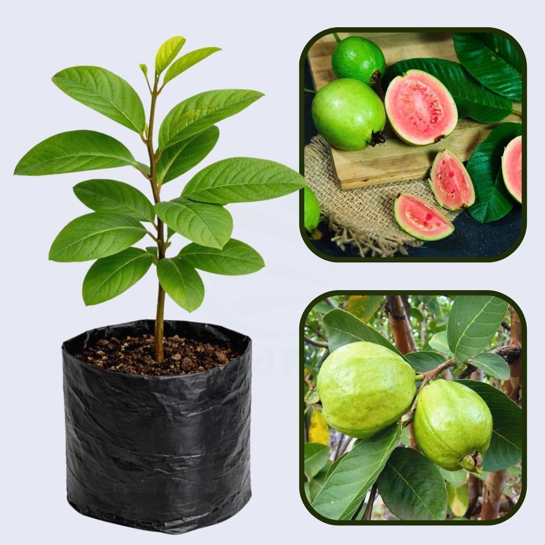 Botswana Pink Guava Air Layered Healthy Fruit Plant