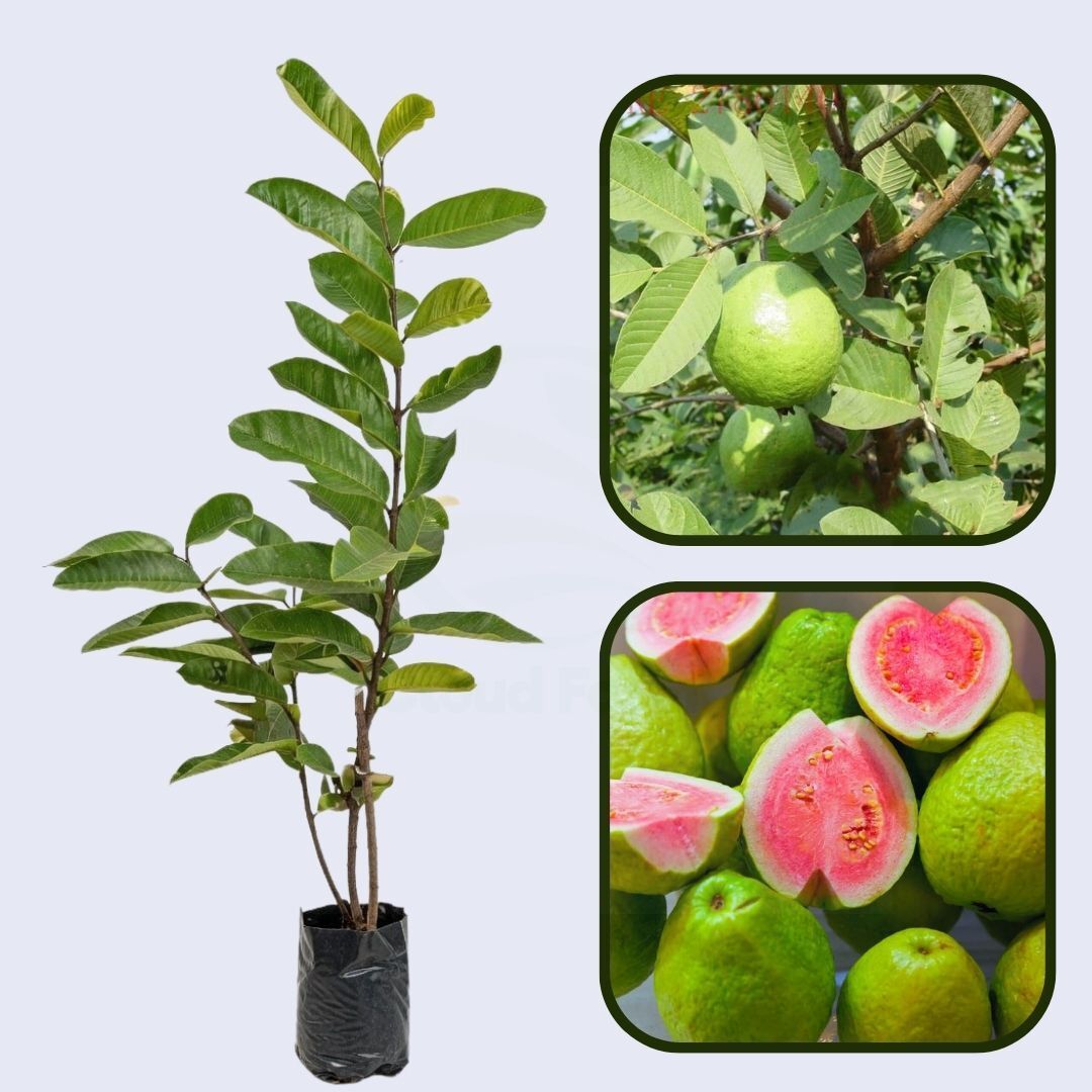 Rwanda Pink Guava Air Layered Healthy Fruit Plant