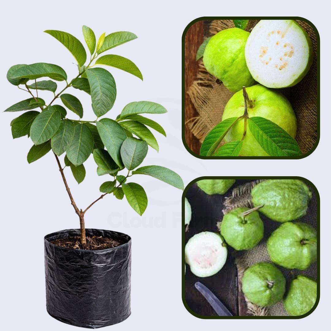 Burundi White Guava Air Layered Healthy Fruit Plant