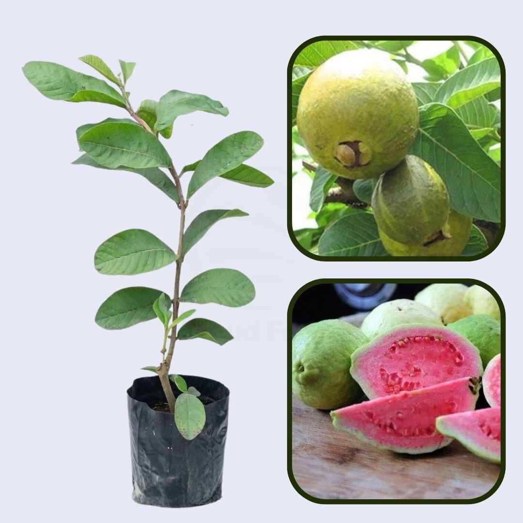 Senegal Pink Guava Air Layered Healthy Fruit Plant