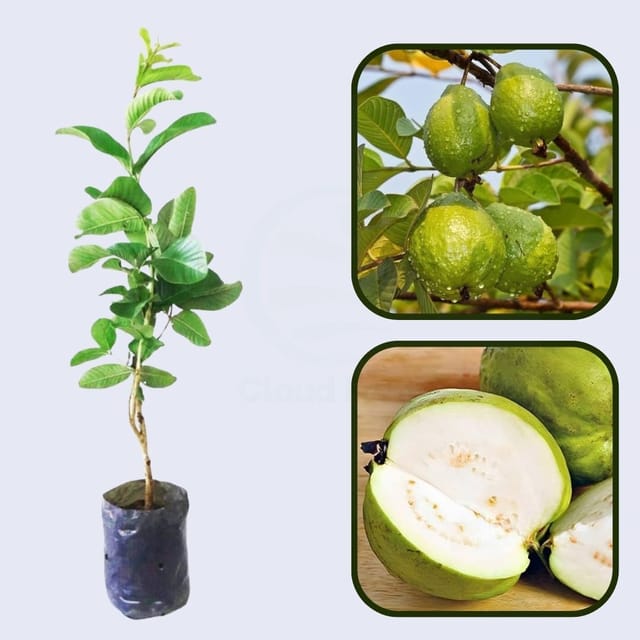 Mali White Guava Air Layered Healthy Fruit Plant Mali White Guava Air Layered Healthy Fruit Plant