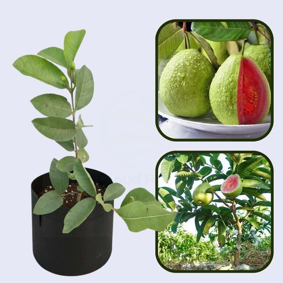 Somalia Pink Guava Air Layered Healthy Fruit Plant