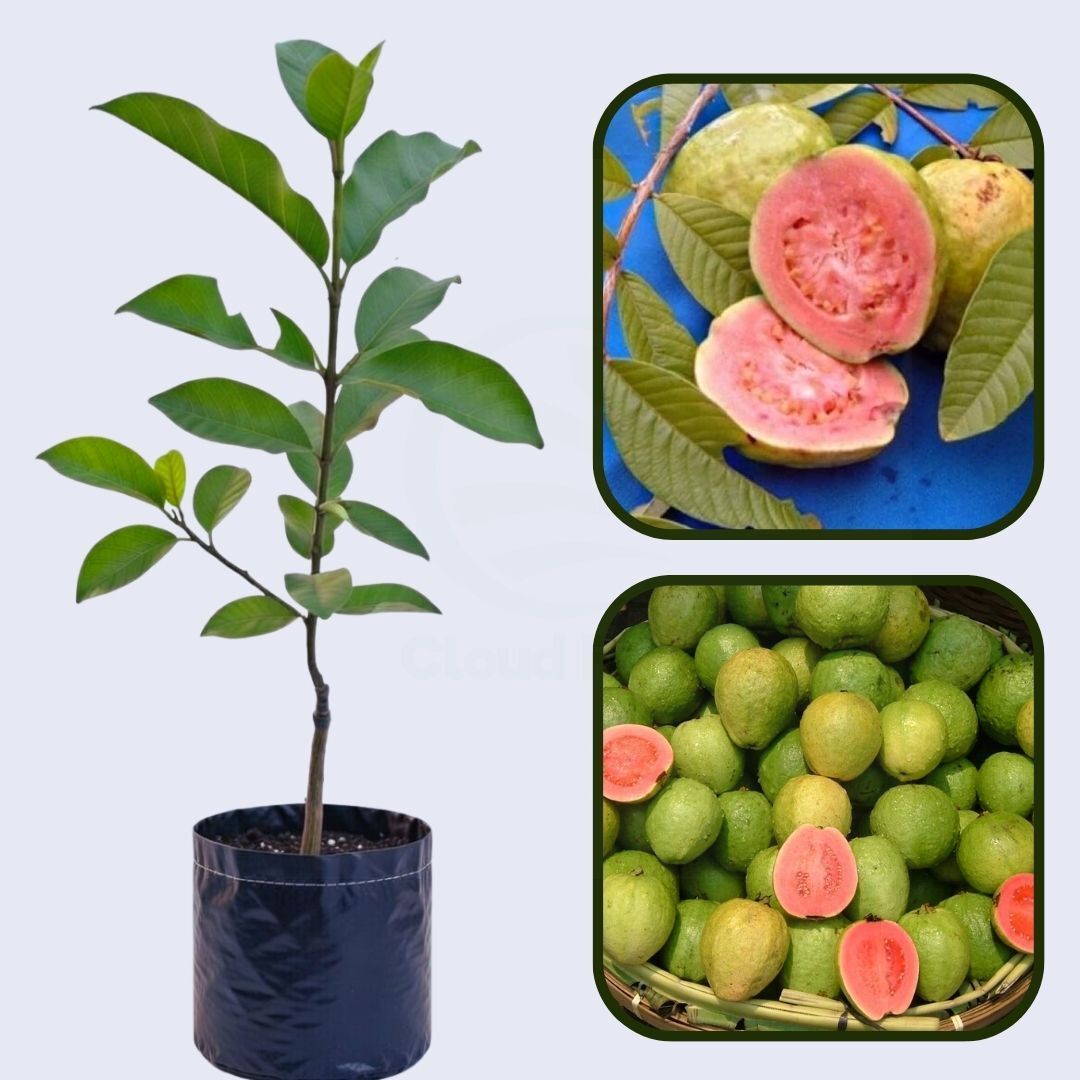 Oman Pink Guava Air Layered Healthy Fruit Plant