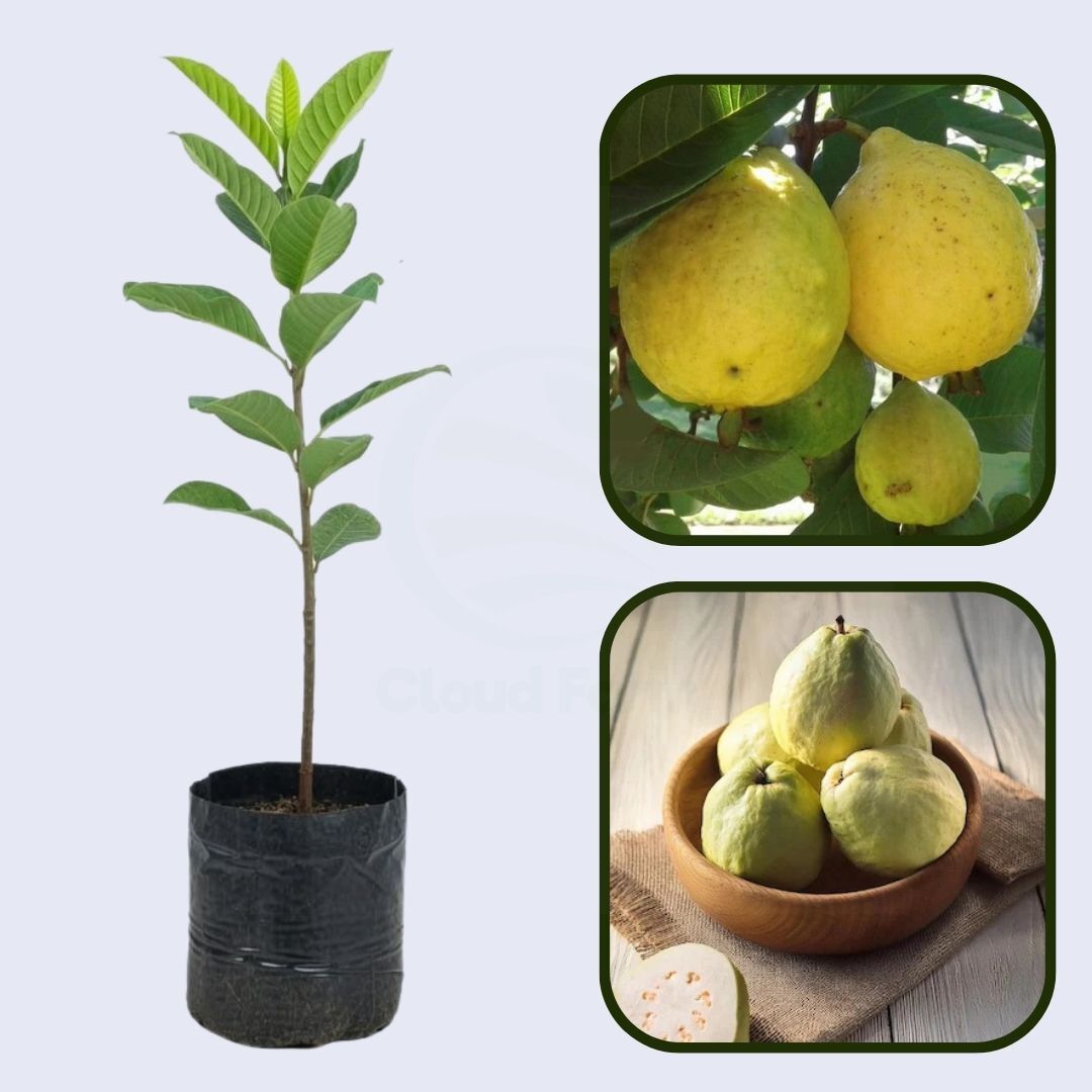Saudi White Guava Air Layered Healthy Fruit Plant